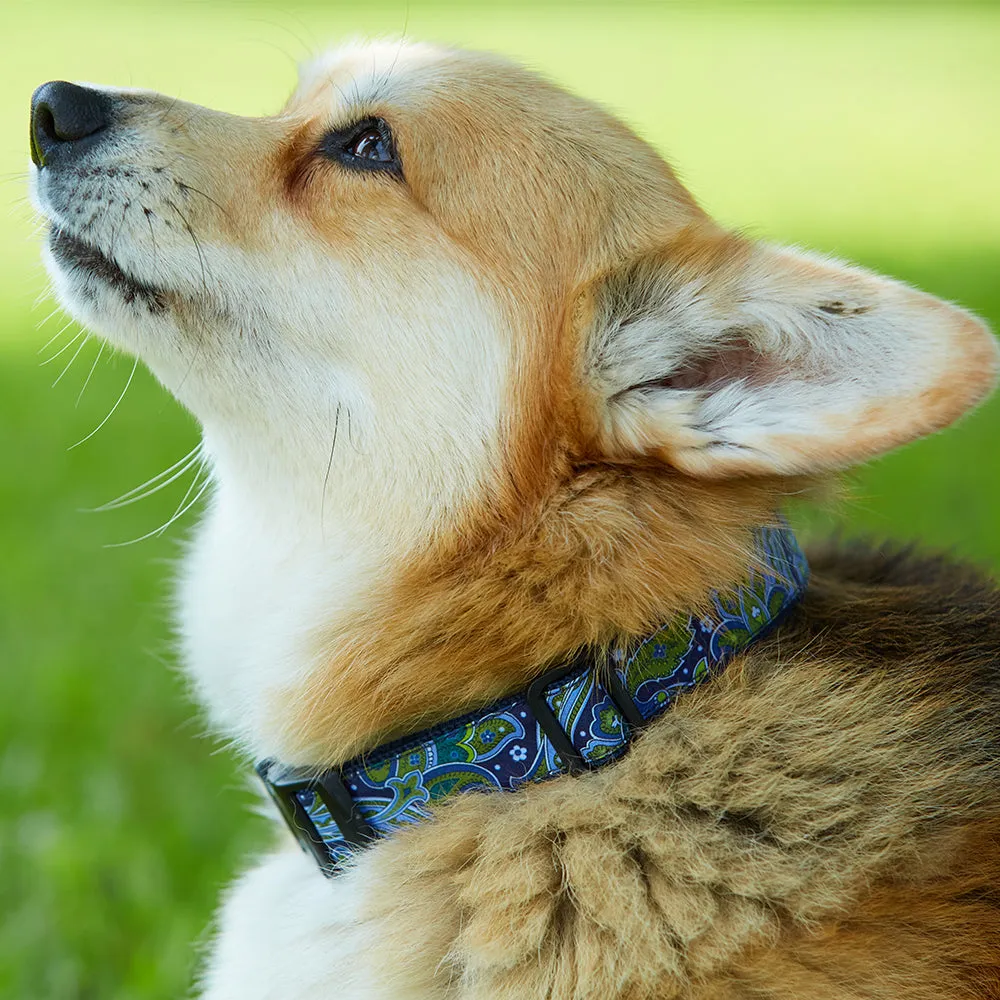 Casimir - Dog Collar