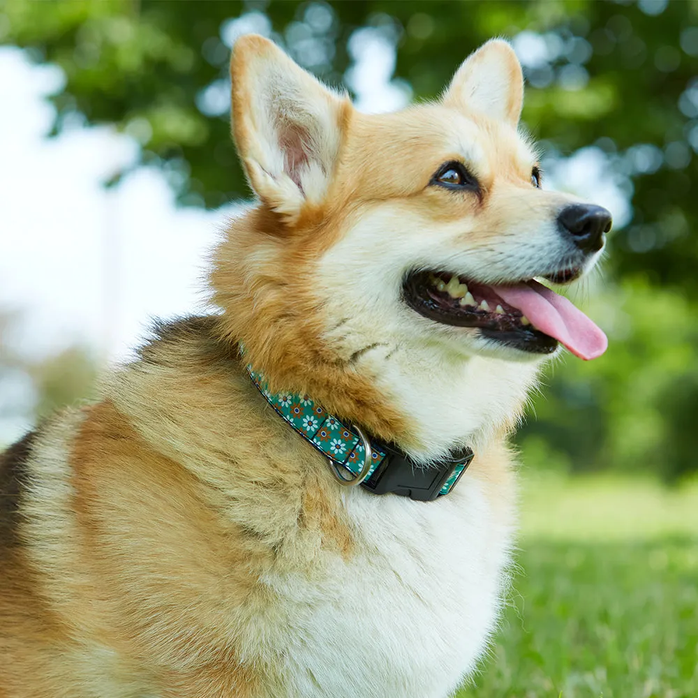 Casimir - Dog Collar