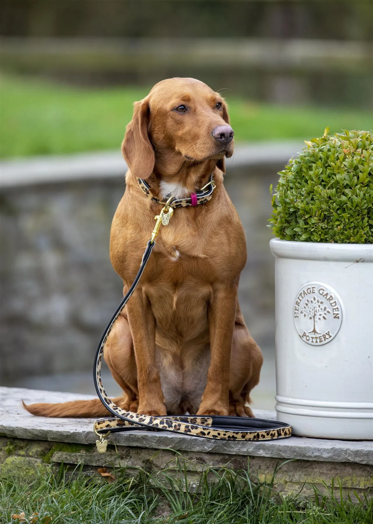 Digby & Fox Cow Hair Dog Collar