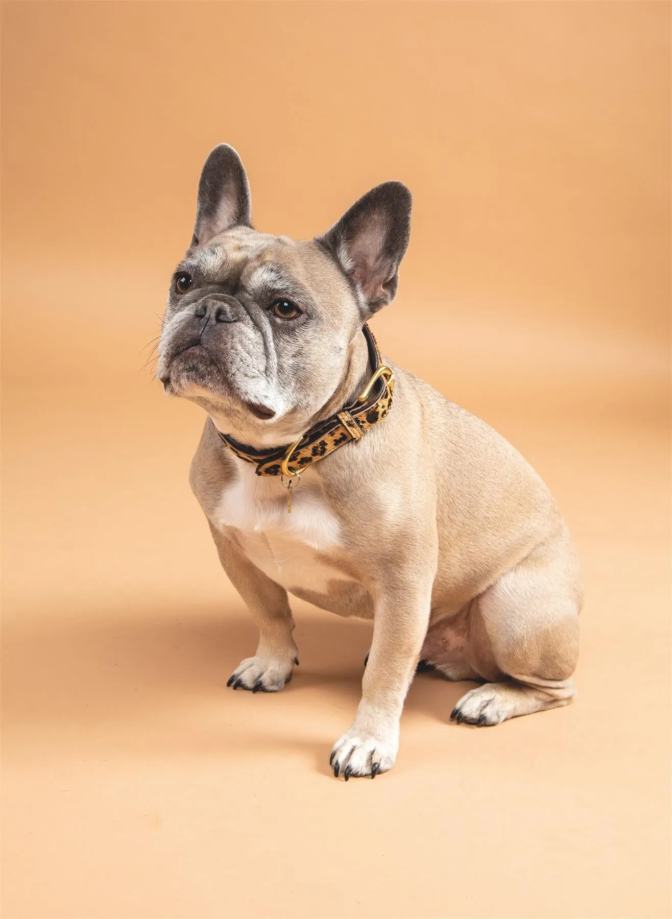 Digby & Fox Cow Hair Dog Collar