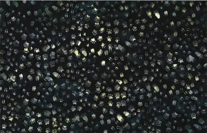 Hoffman Fabrics Midnight Wildlife Animal Tracks Batik Fabric S2350-128-Midnight