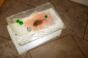 Sasha Fishman, "Warm Isinglass"